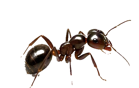 Ants