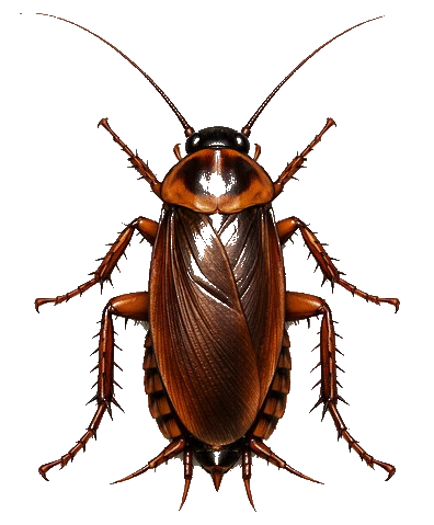 Cockroaches